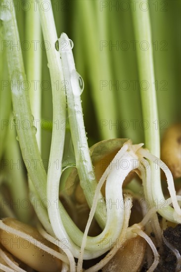 USA, New Jersey, Jersey City, Water drop on sprouts.