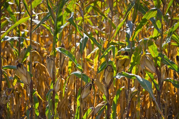 USA, New York State, Hudson, Maize growing in field.