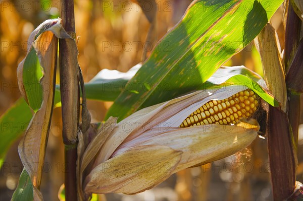 USA, New York State, Hudson, Corn cob growing in field.