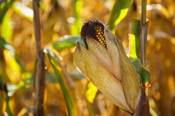USA, New York State, Hudson, Corn cob growing in field.