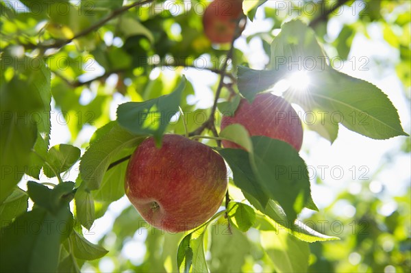 USA, New York State, Hudson, Apples growing on tree in orchard.