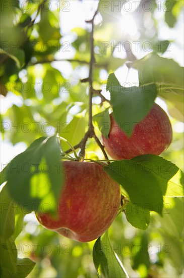 USA, New York State, Hudson, Apples growing on tree in orchard.
