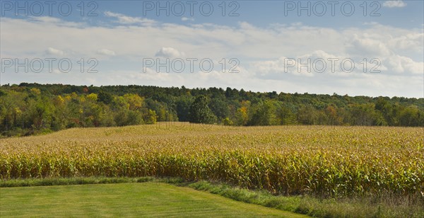 USA, New York State, Hudson, Maize growing in field.