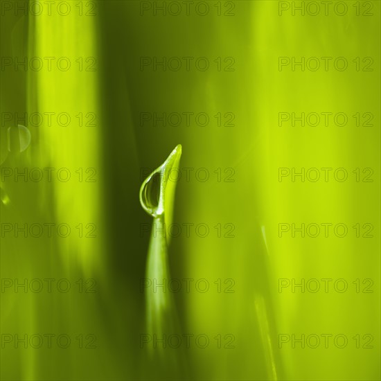 Dew drops on grass.