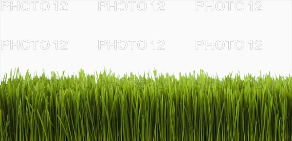 Field of grass.