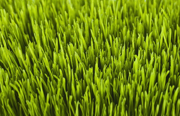 Field of grass.