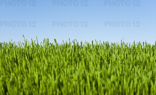 Field of grass with blue sky.