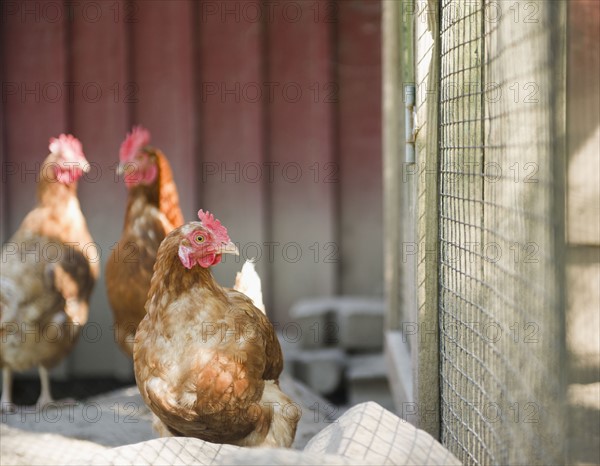 USA, New York, Flanders, Hens in hen house. Photo : Jamie Grill Photography