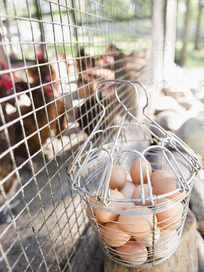 USA, New York, Flanders, Eggs in metal basket by hen house. Photo : Jamie Grill Photography