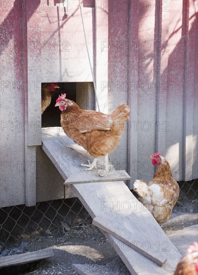 USA, New York, Flanders, Hens entering hen house. Photo : Jamie Grill Photography