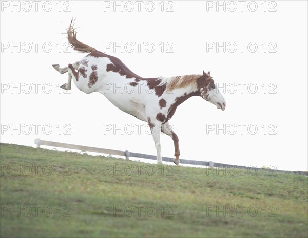 USA, New York State, Hudson, Horse jumping in field.