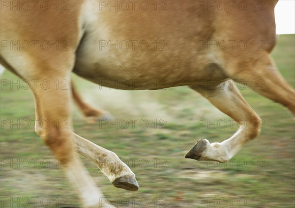 USA, New York State, Hudson, Horse running in field.