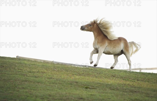 USA, New York State, Hudson, Horse running in field.