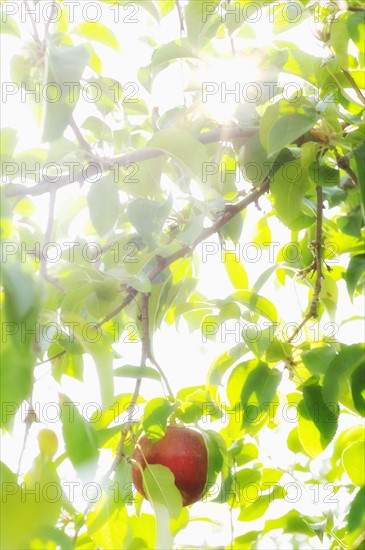 USA, New York State, Hudson, Apple growing on tree in orchard.