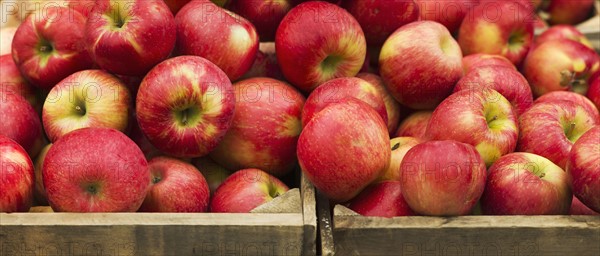 USA, New York, New York City, Apples in crate.