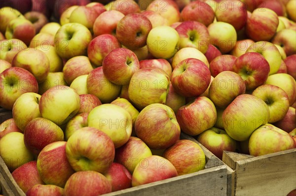 USA, New York, New York City, Apples in crate.