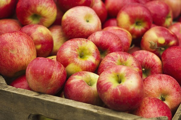 USA, New York, New York City, Apples in crate.