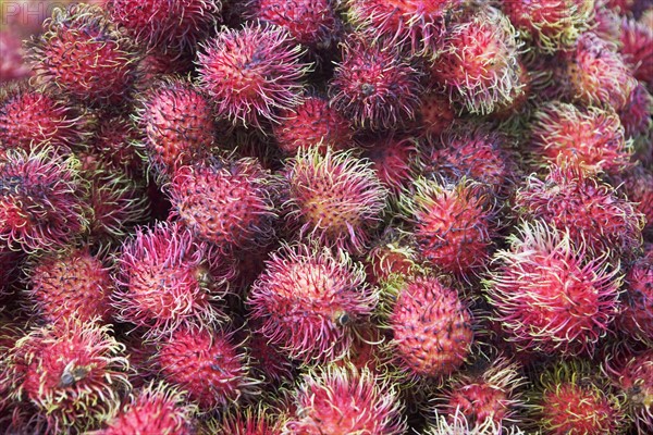 USA, New York City, heap of rambutans. Photo : fotog