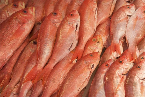 USA, New York City, heap of raw salmon. Photo : fotog