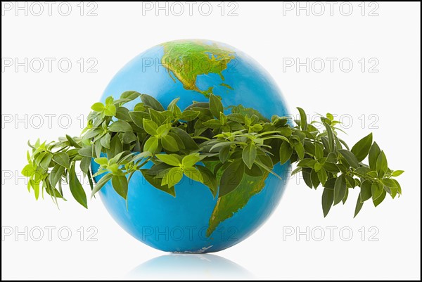 Globe in wreath of fresh leaves. Photo : Mike Kemp