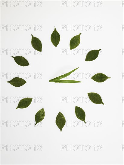 Clock face made of leaves. Photo : David Arky