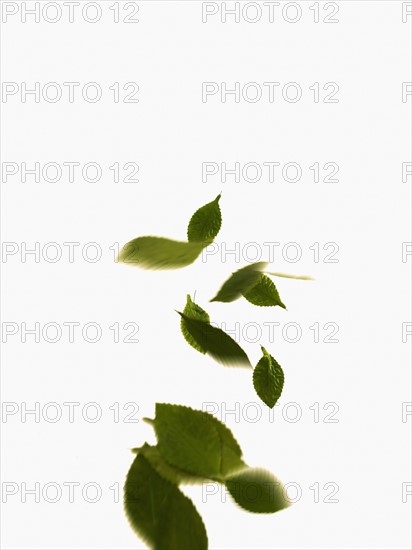 Leaves on white background. Photo : David Arky