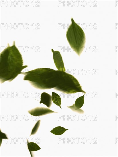 Leaves on white background. Photo : David Arky