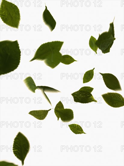 Leaves on white background. Photo : David Arky