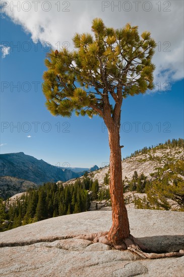 USA, California, Pine tree on rock. Photo : Gary J Weathers