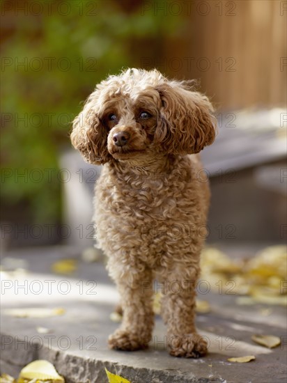 USA, Colorado, Poodle looking away. Photo : John Kelly