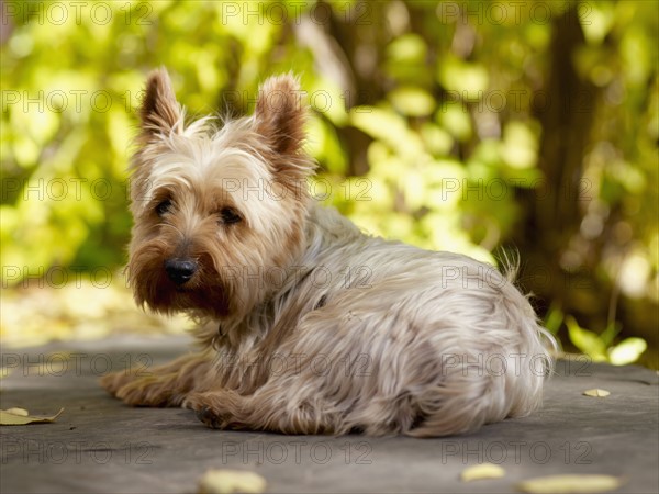 USA, Colorado, Yorkshire terrier lying down and looking at camera. Photo : John Kelly