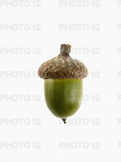 Studio shot of acorn. Photo : David Arky