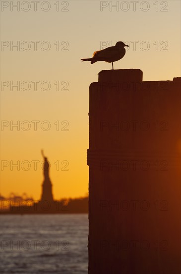 USA, New York City, Staten Island, Silhouette of seagull with Statue of Liberty in background.