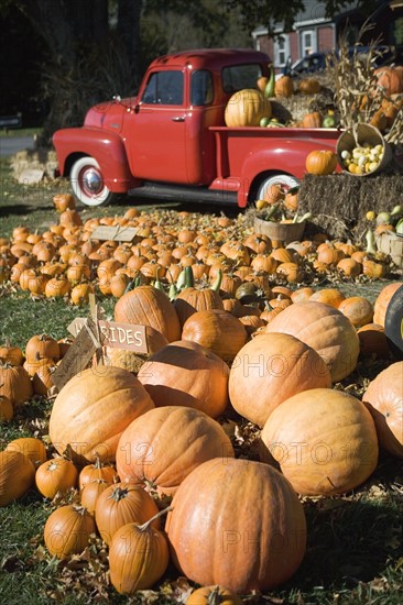 USA, New York, Peconic, pumpkin farm with pickup truck. Photo : fotog