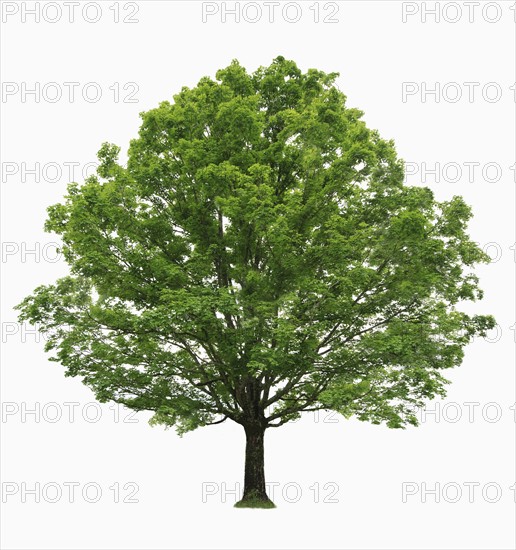 Maple tree on white background.