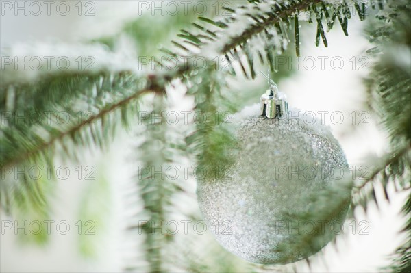 Christmas bauble on tree.