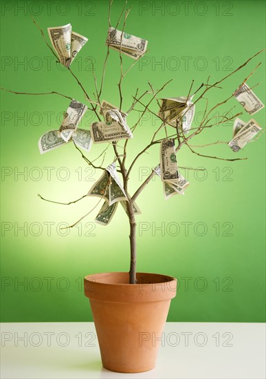 Close up of potted plant with dollar banknotes on branches. Photo : Jamie Grill Photography