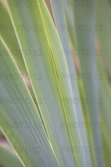 USA, New Jersey, close up of Iris leaves. Photo : Chris Hackett