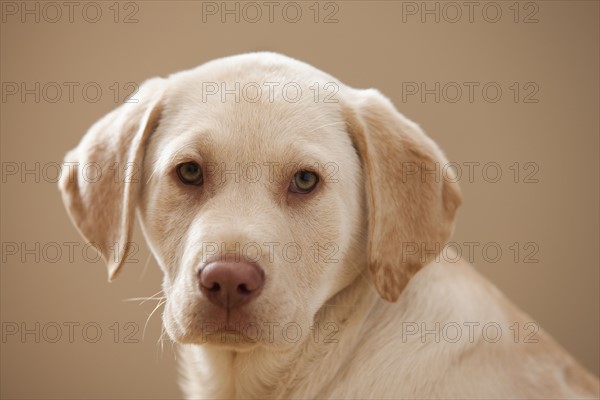 Portrait of Yellow Labrador Retriever. Photo : Mike Kemp