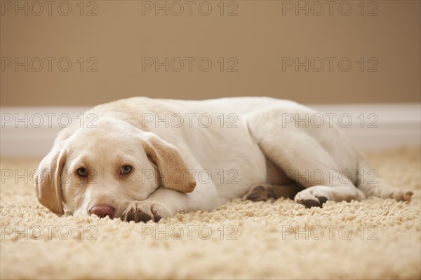 Portrait of Yellow Labrador Retriever. Photo : Mike Kemp