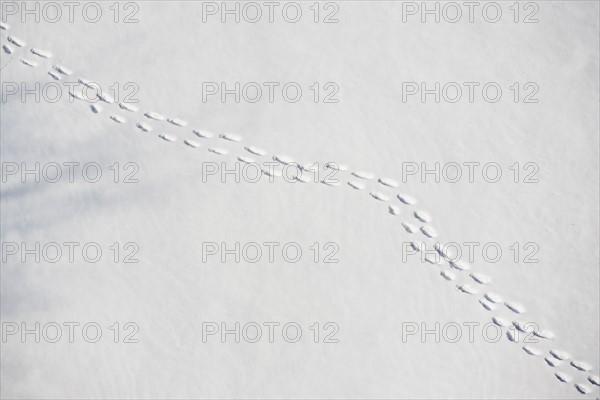 Footprints in snow. Photo : fotog