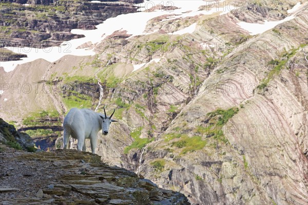 USA, Montana, Glacier National Park, Mountain goat looking at camera. Photo : Noah Clayton