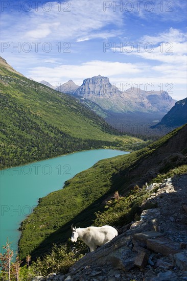 USA, Montana, Glacier National Park, Mountain goat, high angle view. Photo : Noah Clayton
