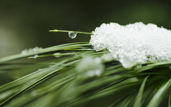 Snow on pine needles.