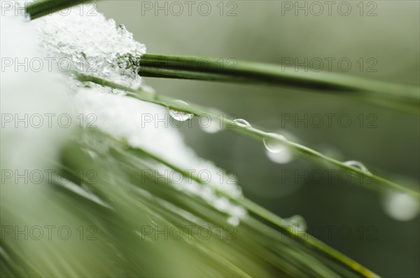 Snow on pine needles.