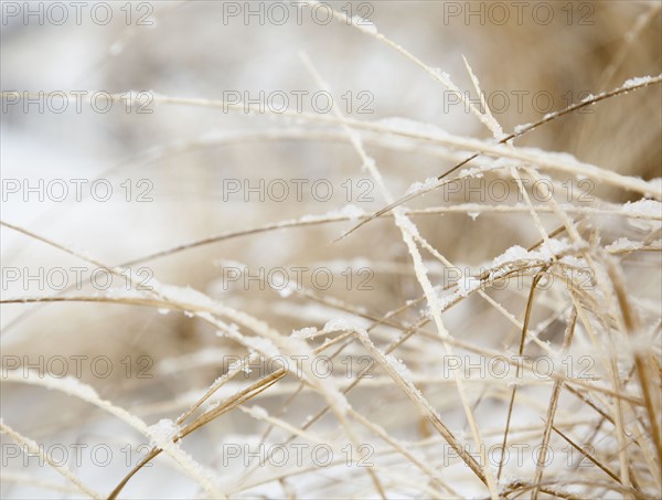 USA, New York State, Rockaway Beach, frozen grass, close-up. Photo : Jamie Grill Photography