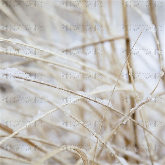 USA, New York State, Rockaway Beach, frozen grass, close-up. Photo : Jamie Grill Photography