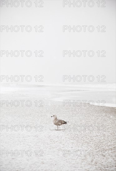 USA, New York State, Rockaway Beach, seagull on beach in winter. Photo : Jamie Grill Photography