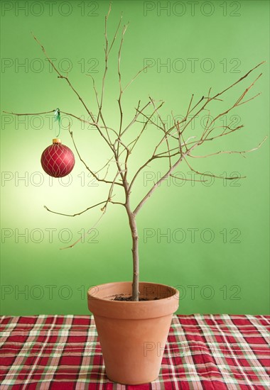 Close up of potted plant with single christmas bauble. Photo : Jamie Grill Photography