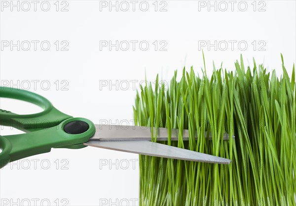 Studio shot with scissors cutting grass.